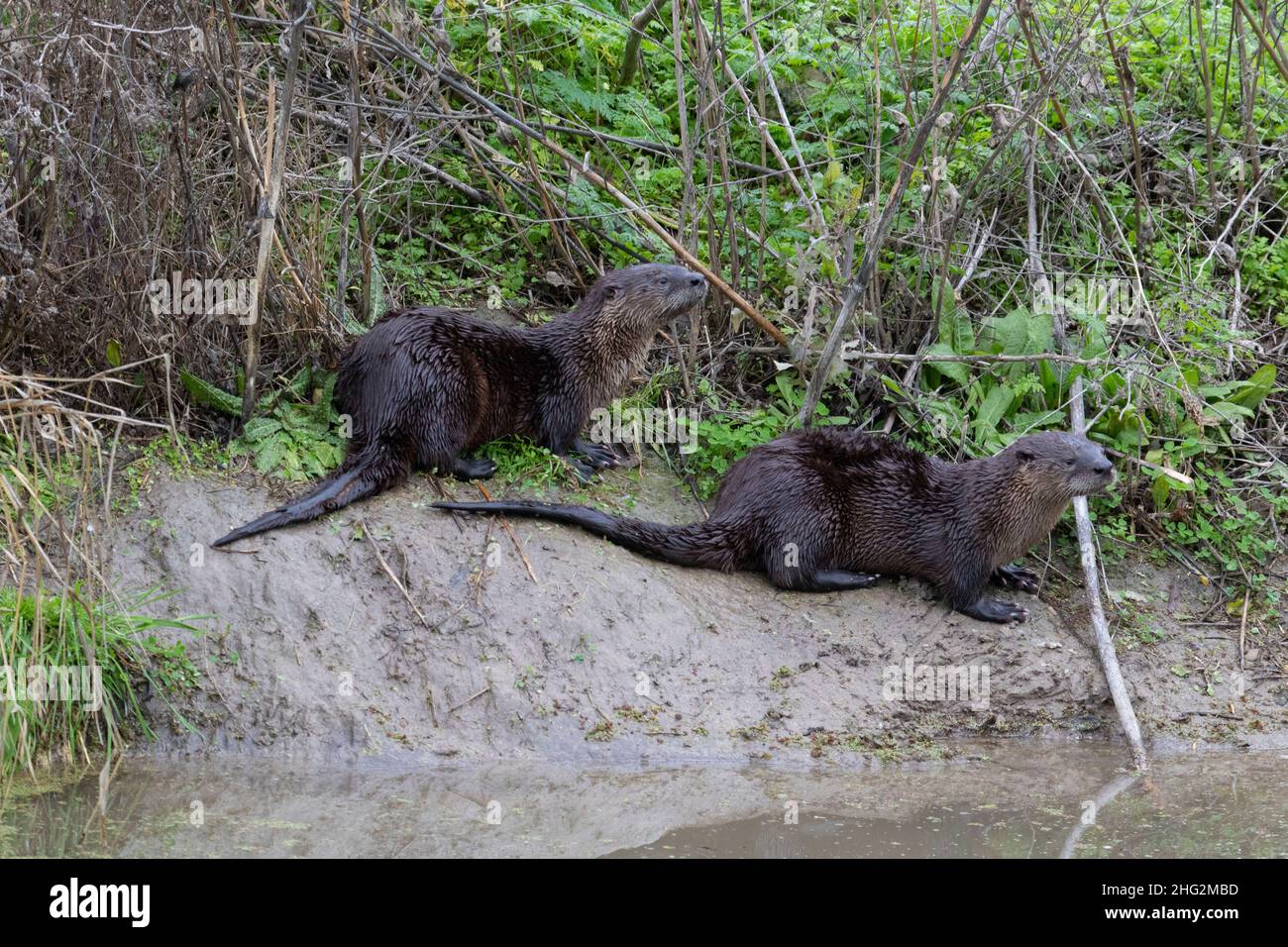 Juvenile River Otters, Lutra canadensis, pose above a slide on the bank of a San Joaquin Valley irrigation canal. Stock Photo
