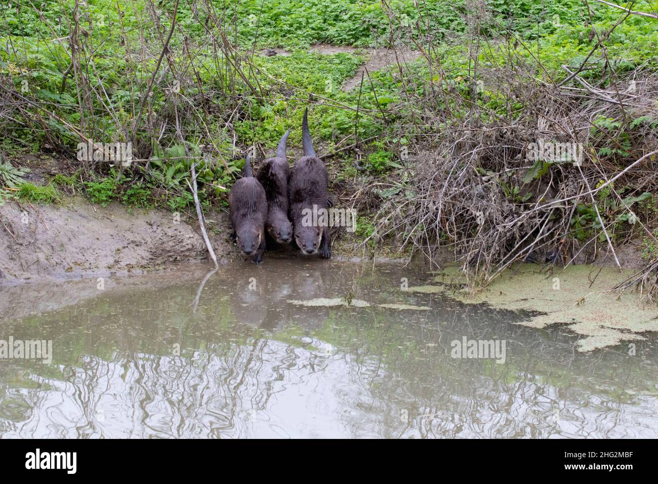 A trio of juvenile River Otters, Lutra canadensis, use a slide to enter a San Joaquin Valley irrigation canal. Stock Photo
