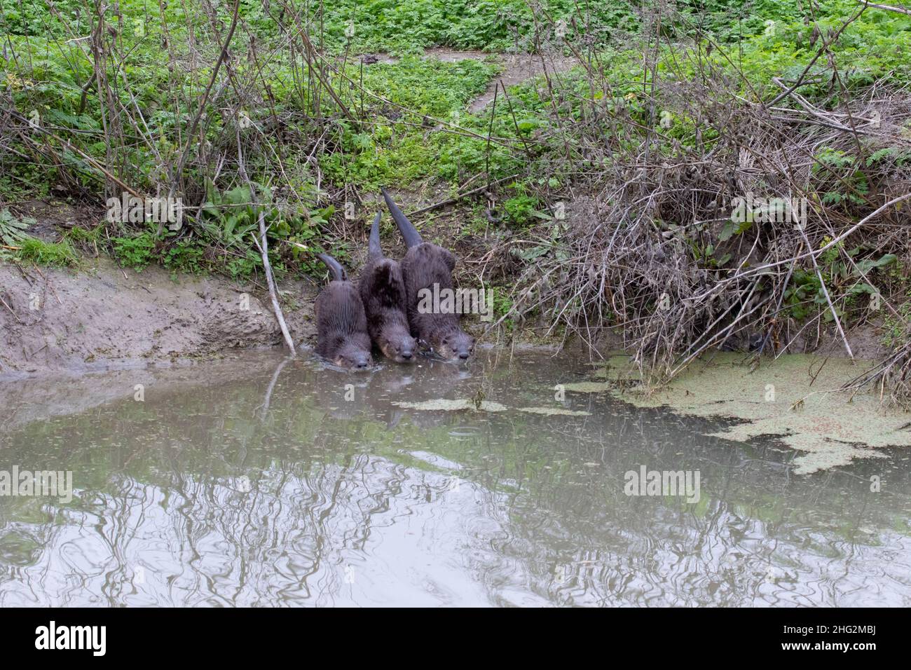 A trio of juvenile River Otters, Lutra canadensis, enter an irrigation canal in California's San Joaquin Valley. Stock Photo
