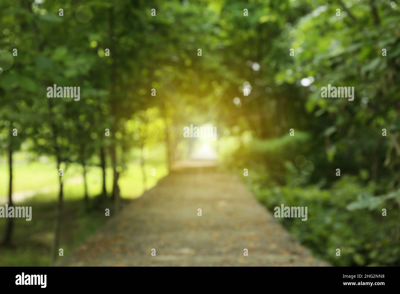 Blurred view of green park on summer day Stock Photo - Alamy