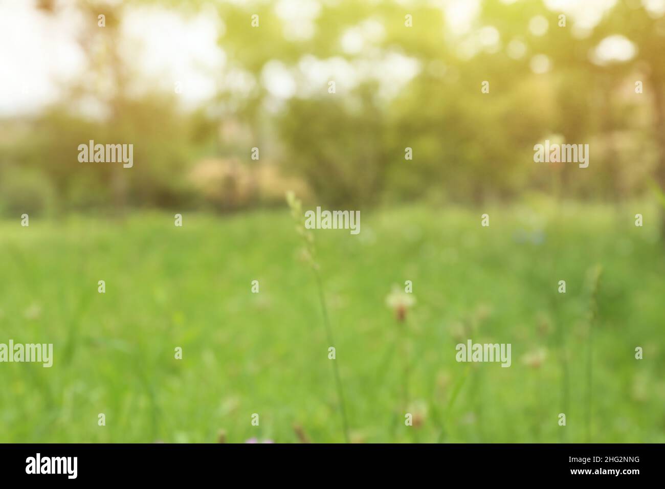 Blurred view of green park on summer day Stock Photo - Alamy