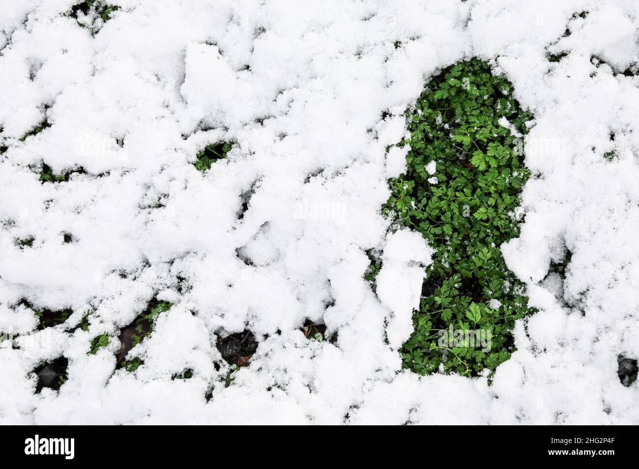 Green plants covered with snow Stock Photo - Alamy