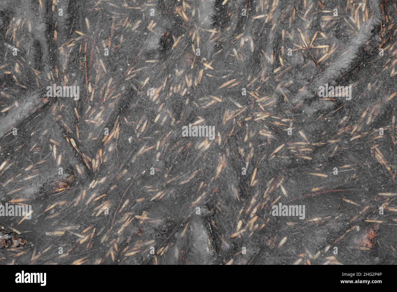 Withered leaves snow on top hi-res stock photography and images - Alamy