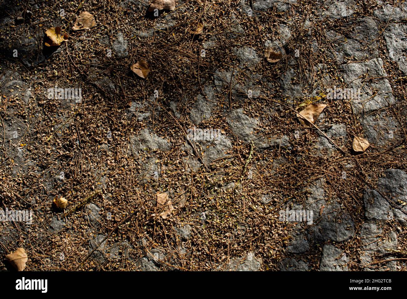 Beautiful dry leaves as an autumn background texture Stock Photo - Alamy