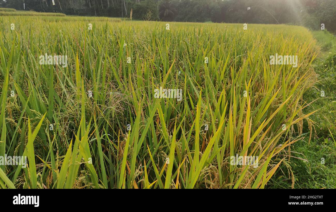 The morning atmosphere in the yellow rice fields can start to be harvested Stock Photo