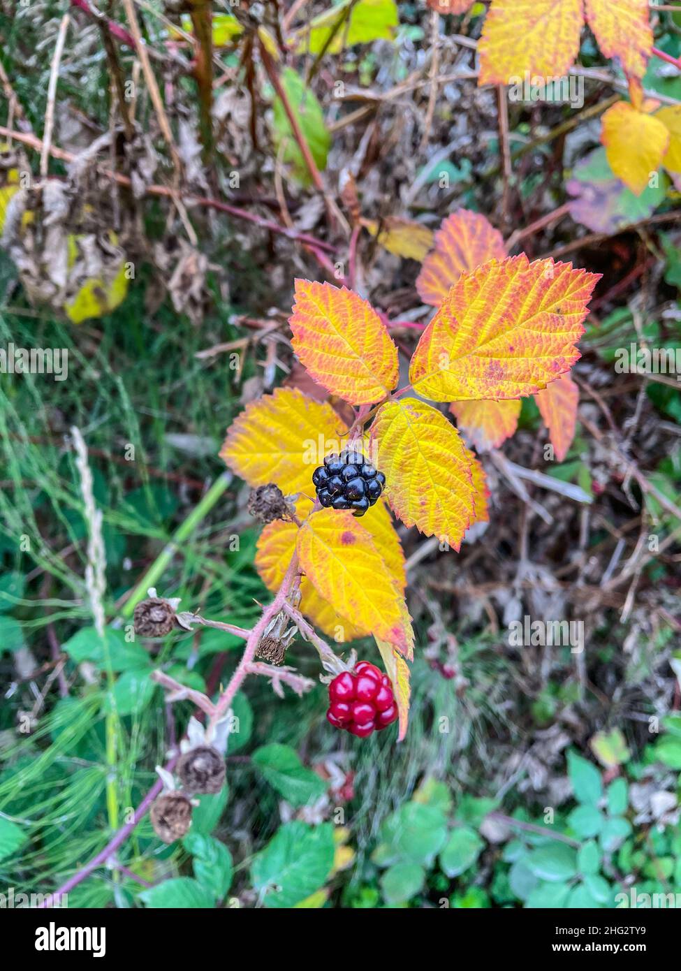 Himalayan blackberry (Rubus armeniacus) is a species of Rubus native to Armenia and Northern Iran, and widely naturalised elsewhere. Stock Photo