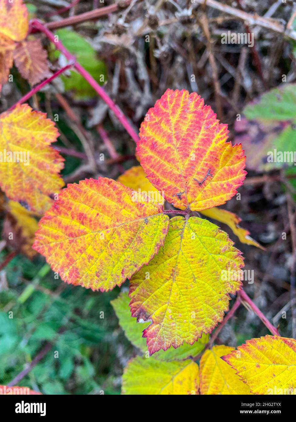 Himalayan blackberry (Rubus armeniacus) is a species of Rubus native to Armenia and Northern Iran, and widely naturalised elsewhere. Stock Photo