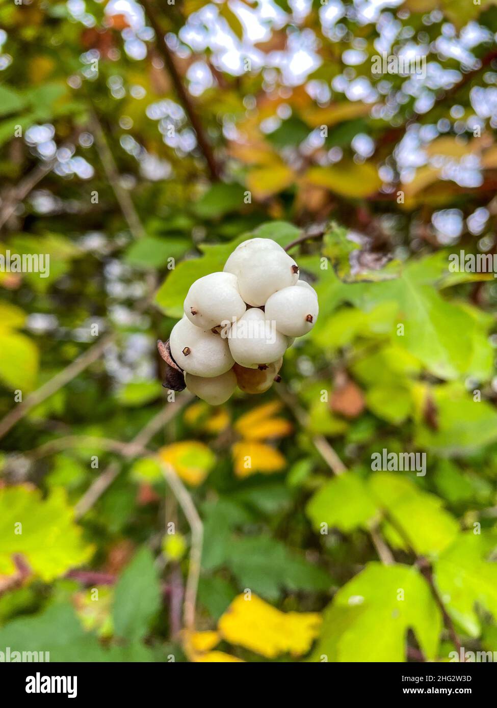 Common snowberry (Symphoricarpos albus) is a species of flowering plant in the honeysuckle family. It is native to North America, where it occurs acro Stock Photo