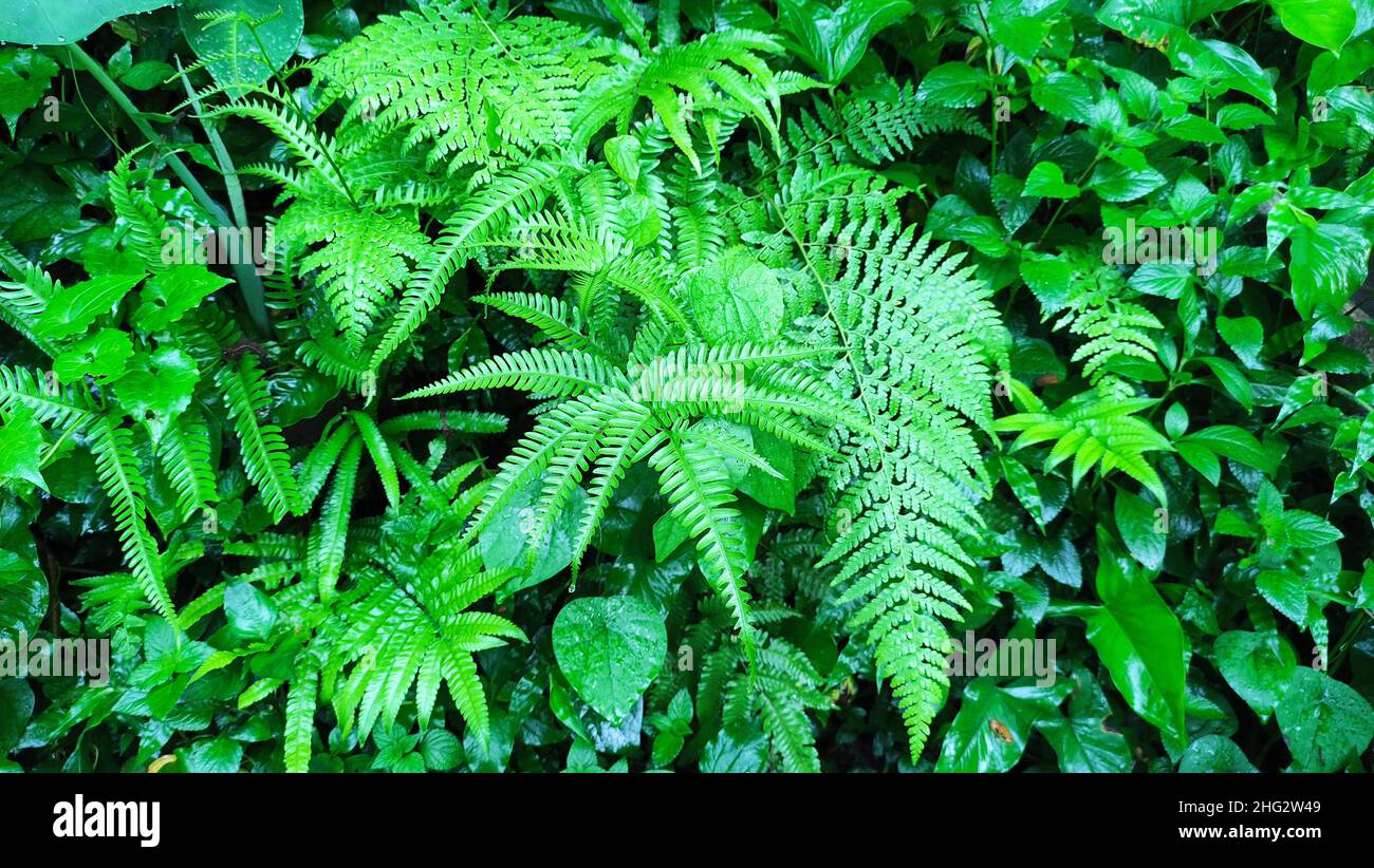 green ferns and weeds are perfect for plant science wallpapers and illustrations used for magazines or on the web Stock Photo