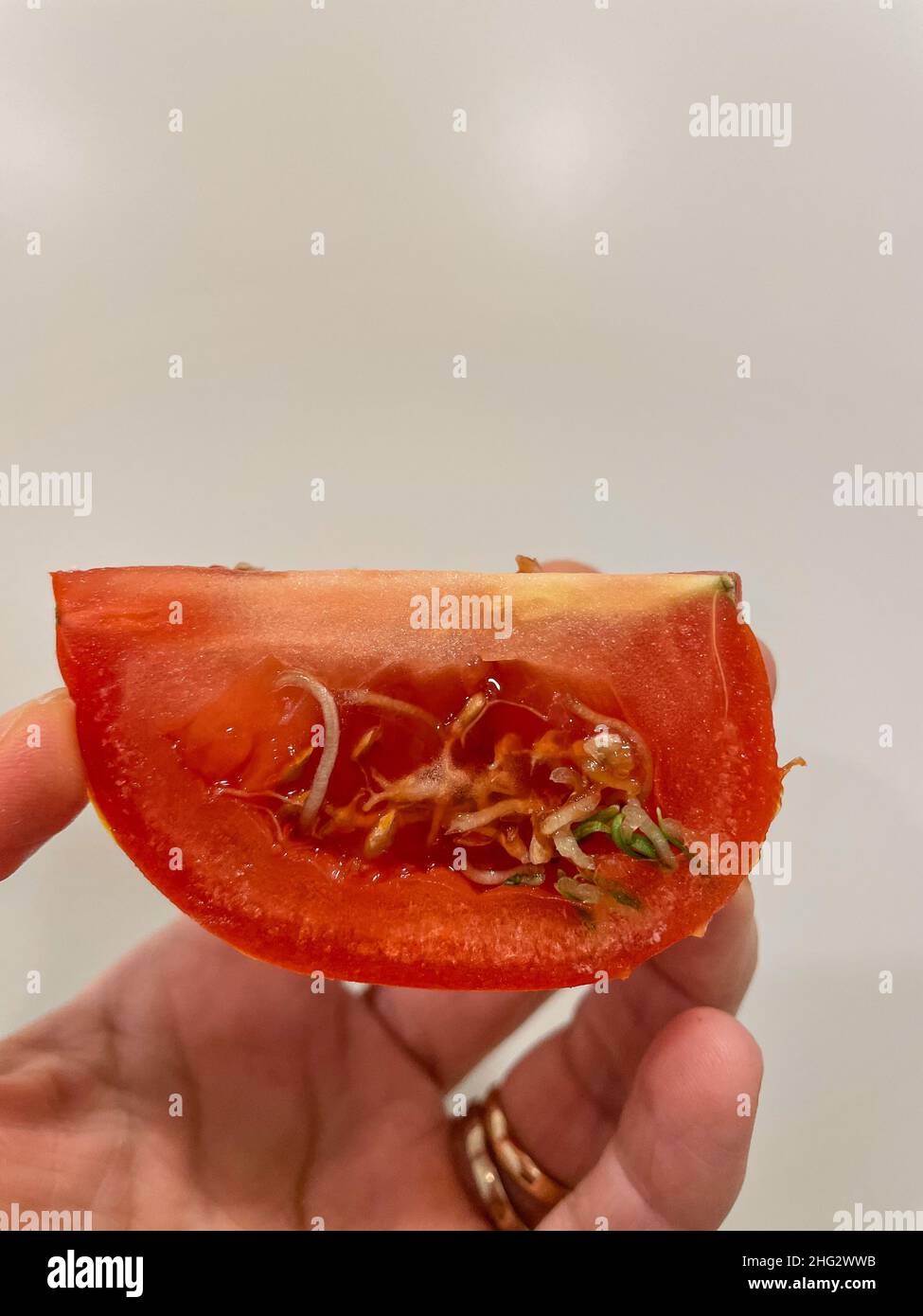 Some causes of seeds sprouting in tomatoes are long storage in cool temperatures (below 55