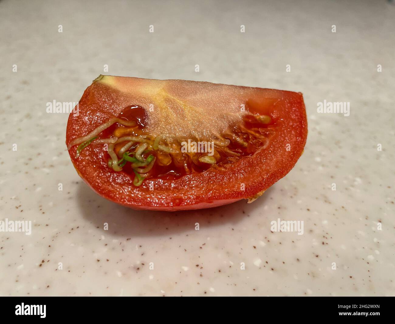 Some causes of seeds sprouting in tomatoes are long storage in cool temperatures (below 55
