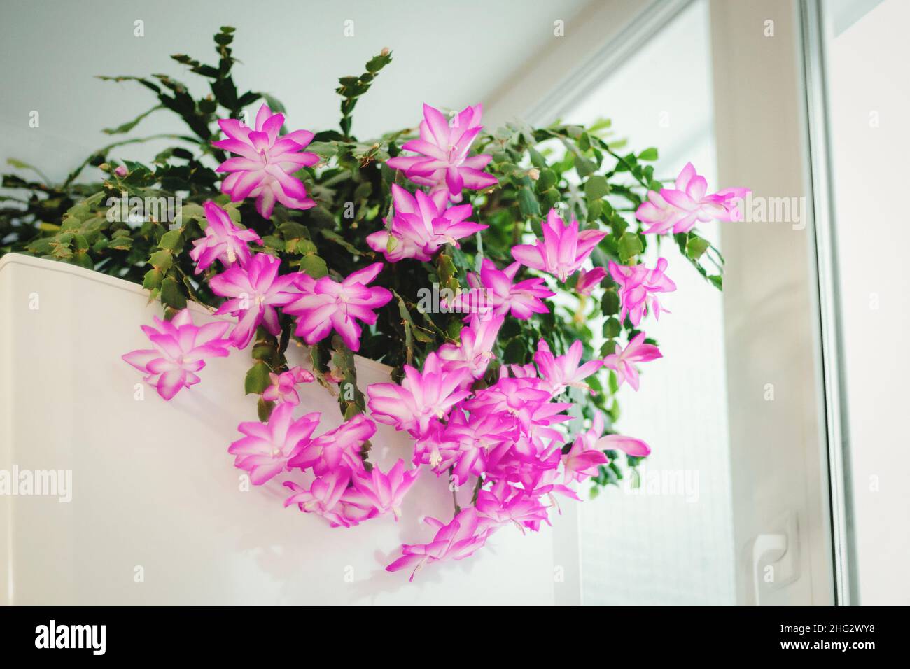 Holiday cactus blooming in winter season, Schlumbergera flowering houseplant Stock Photo