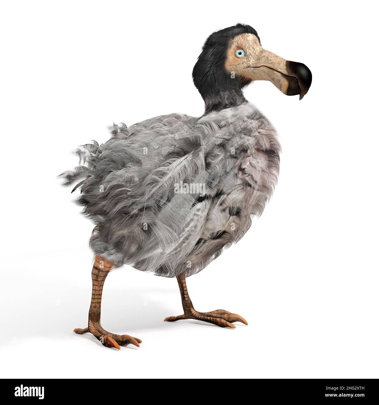 An illustration of the extinct Dodo Bird on a white background. The ...