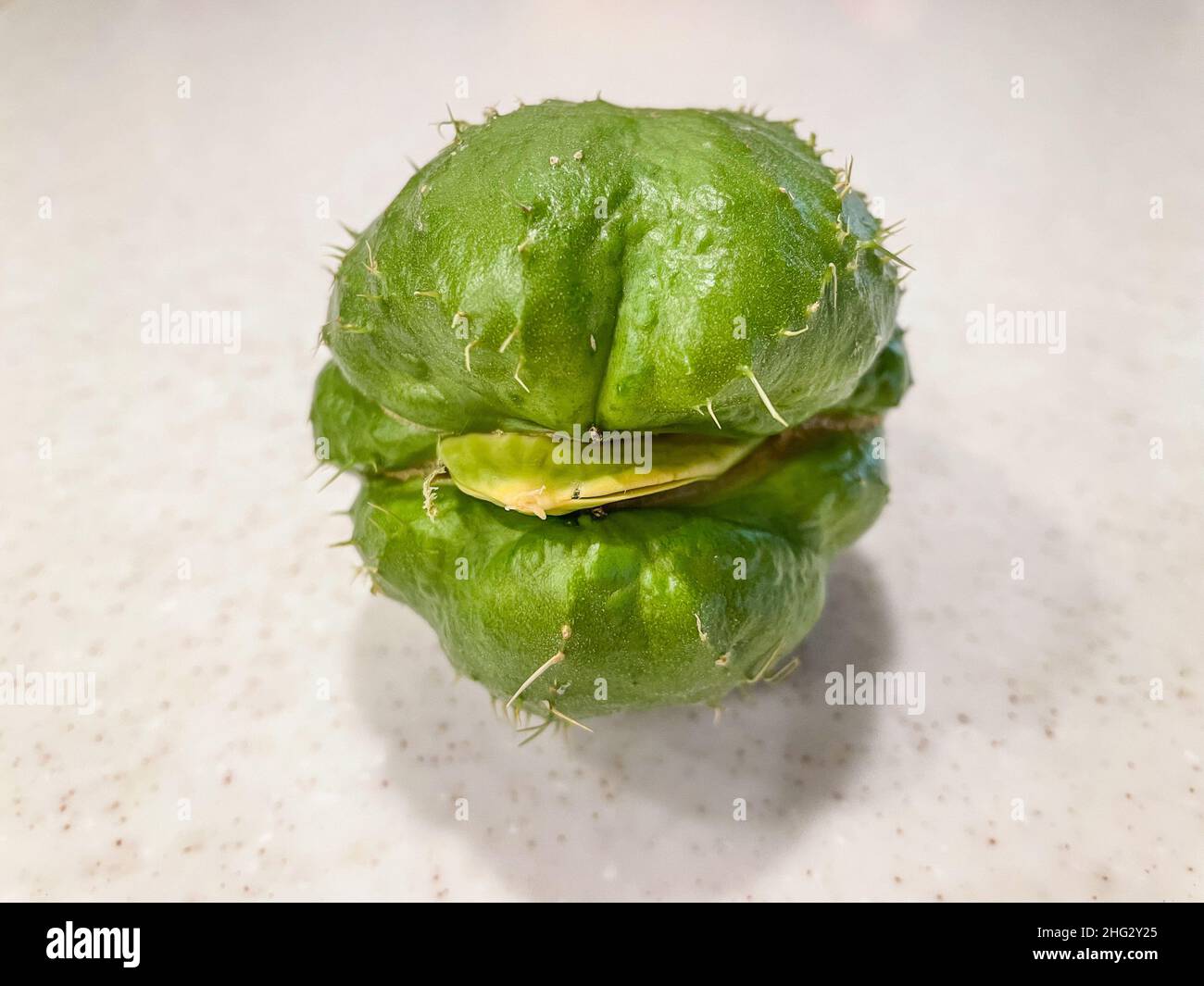 Chayote (Sechium edule) is an edible plant belonging to the gourd family, Cucurbitaceae. This fruit was first cultivated in the Mesoamericas between s Stock Photo