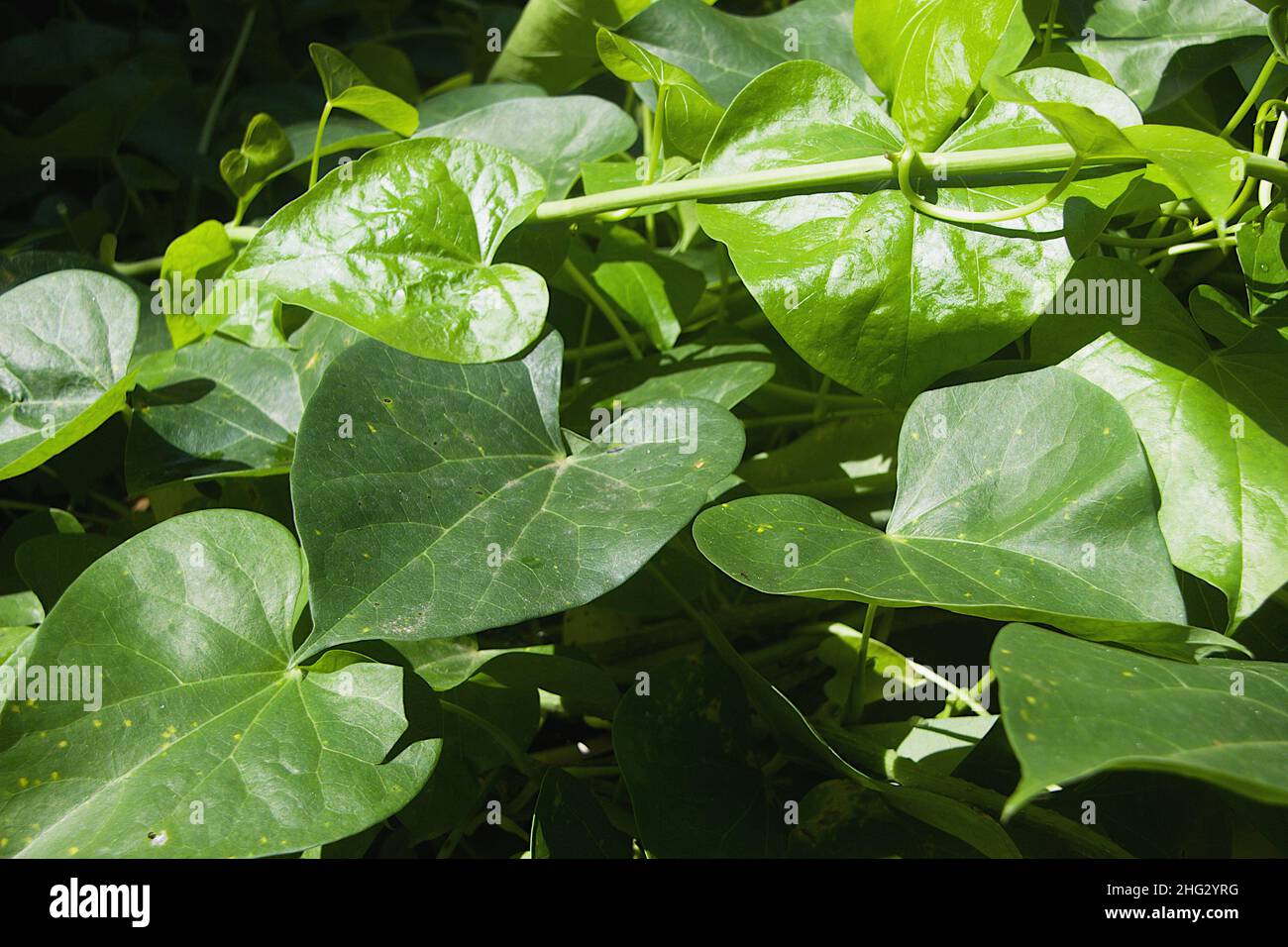 View of green leaves of amrutha balli or giloy or Indian Tino sora or Heart-Leaved Tinospora or Guduchi medicinal plant Stock Photo