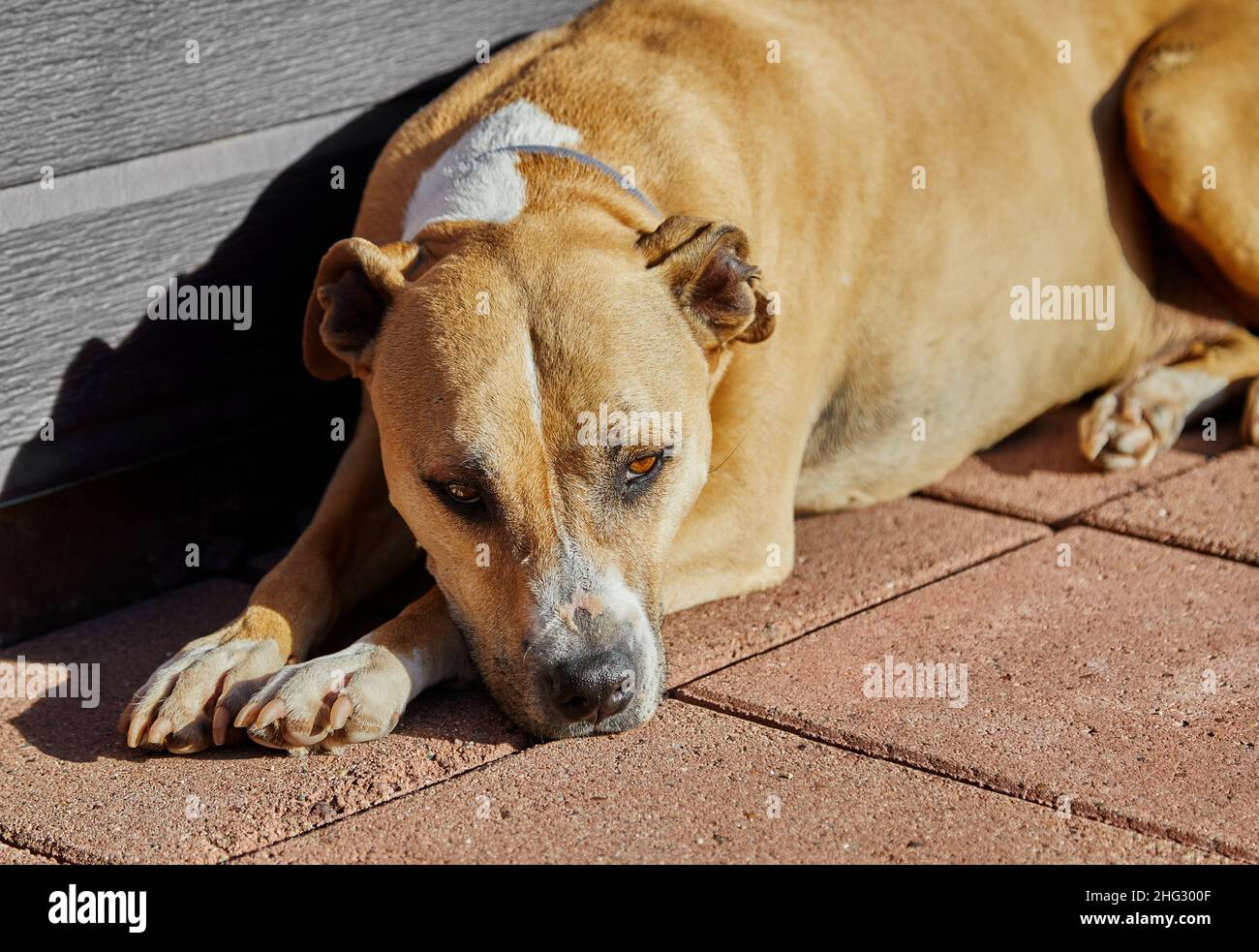 Pitbull Terrier Mix dog laying down looking at the camera Stock Photo