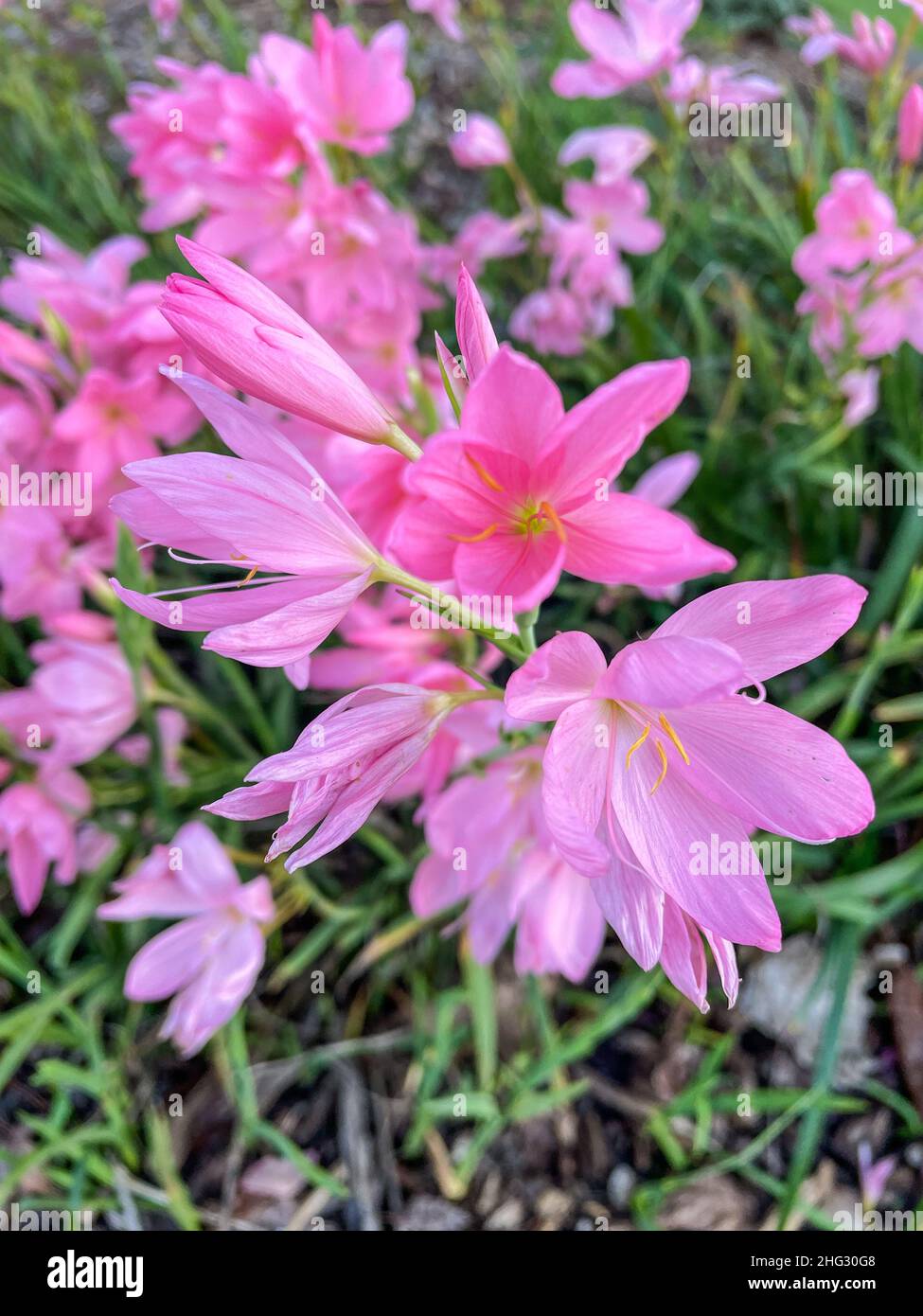 Rosy Rain Lily (Zephyranthes rosea) is a species of rain lily native to Peru and Colombia. Stock Photo