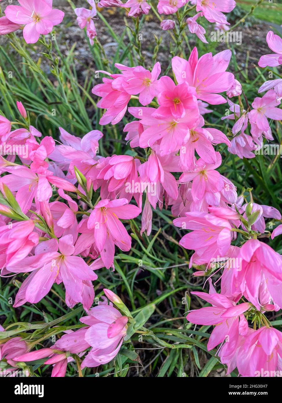 Rosy Rain Lily (Zephyranthes rosea) is a species of rain lily native to Peru and Colombia. Stock Photo