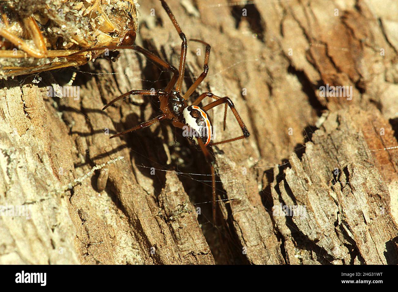 Poisonous New Zealand katipo spider (Latrodectus katipo Stock Photo Alamy