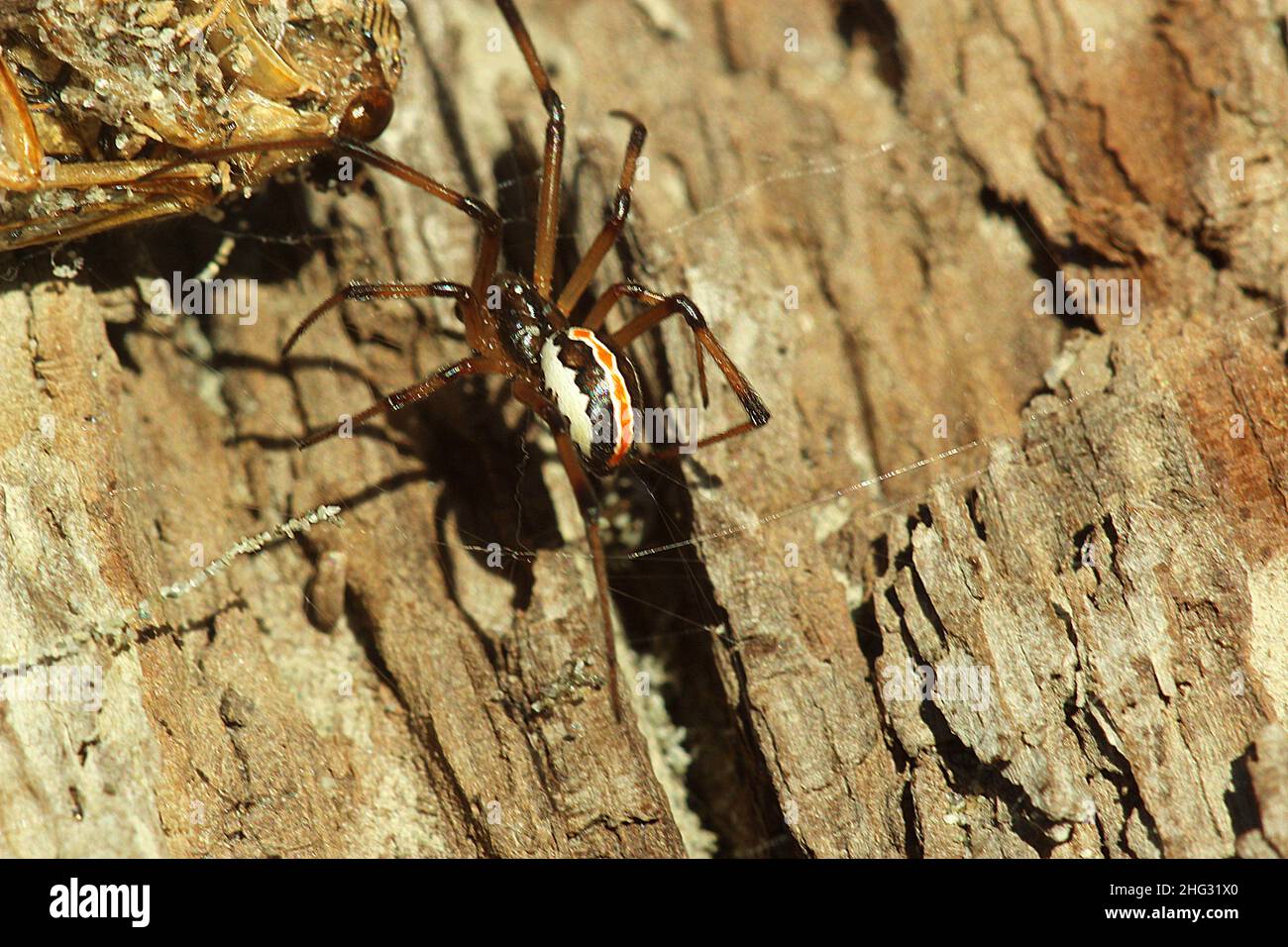 Poisonous New Zealand katipo spider (Latrodectus katipo Stock Photo Alamy