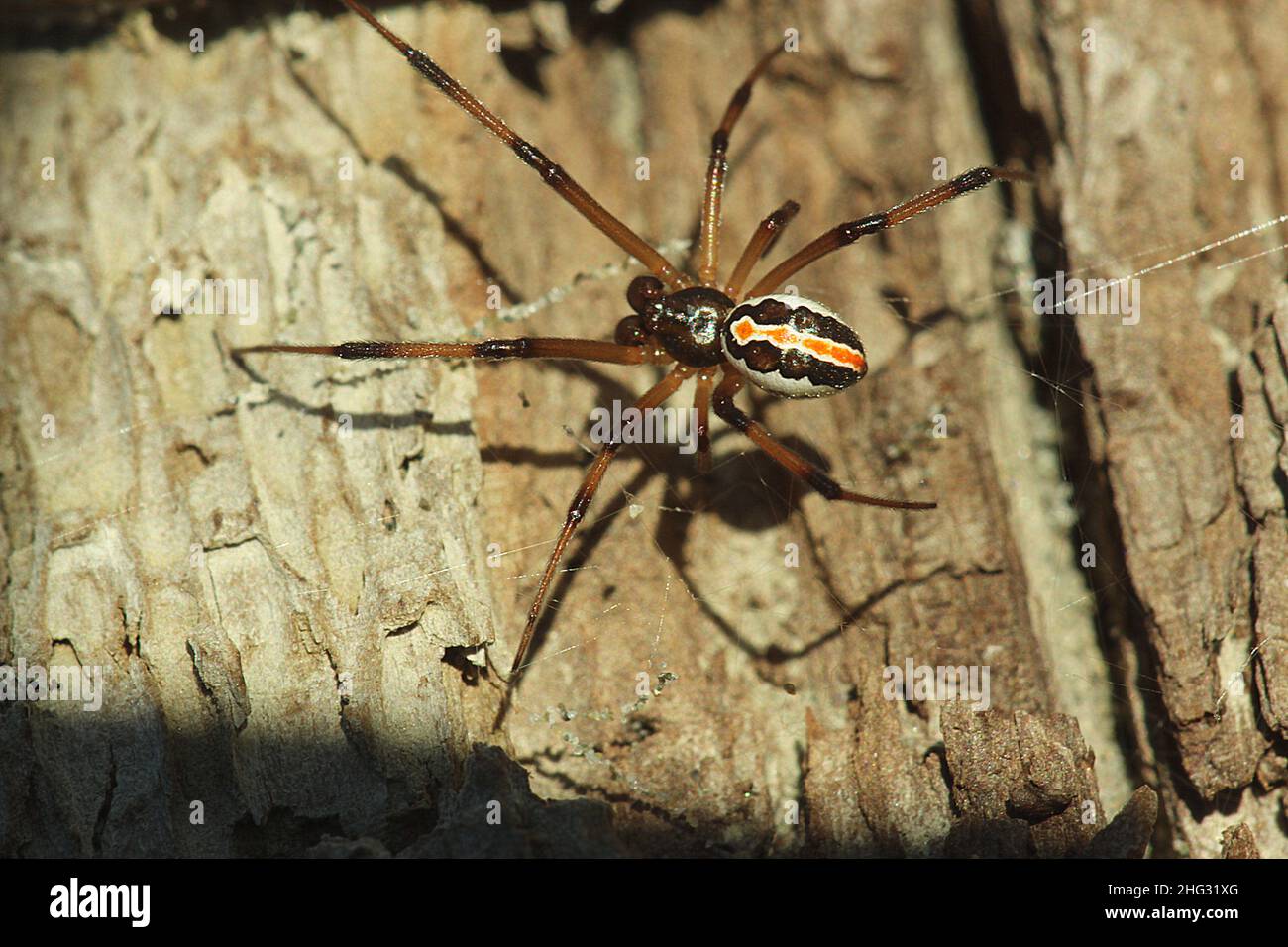 Poisonous New Zealand katipo spider (Latrodectus katipo Stock Photo Alamy