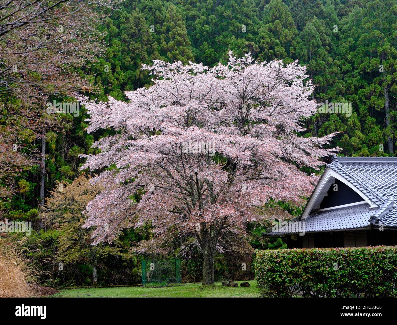 Cherry Blossom Tree and Japanese House Stock Photo - Alamy