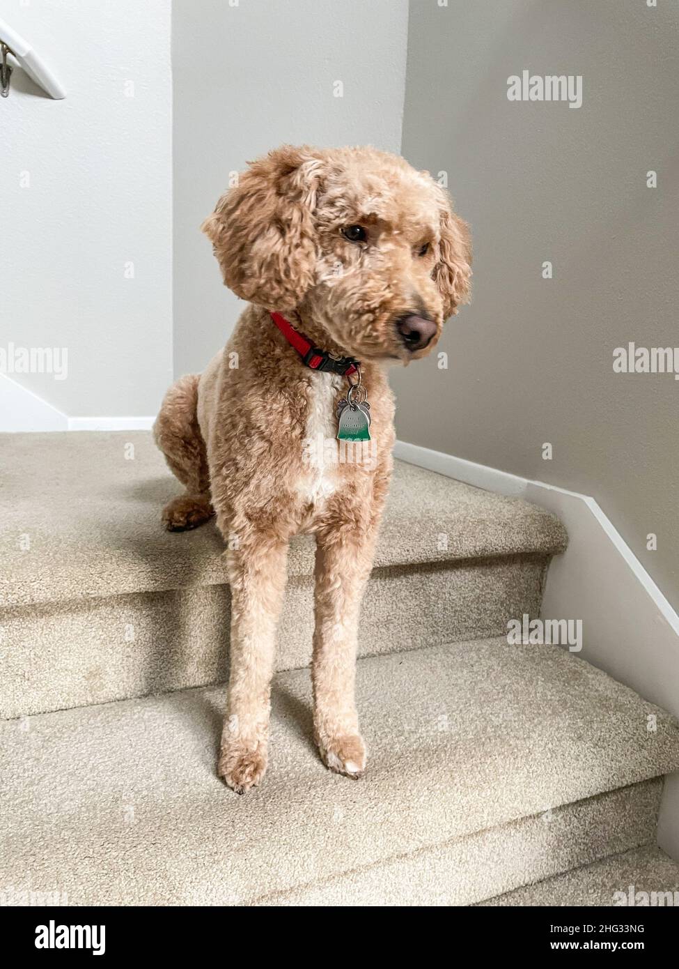 Australian Labradoodle is a mix between the Labrador Retriever, Poodle
