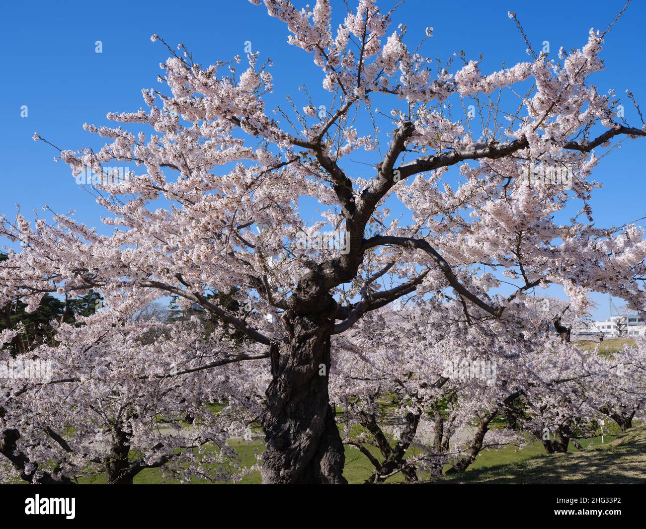Cherry Blossom In Goryokaku Park Hokkaido Japan Stock Photo Alamy cherry-blossom-in-goryokaku-park-hokkaido-japan-stock-photo-alamy