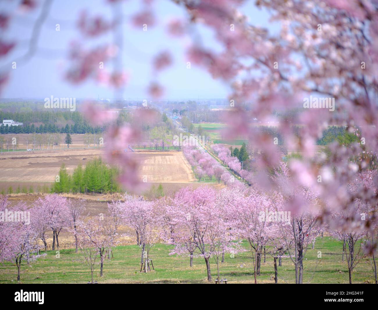 Cherry Blossom in Nakasatsunai Village, Hokkaido, Japan Stock Photo Alamy