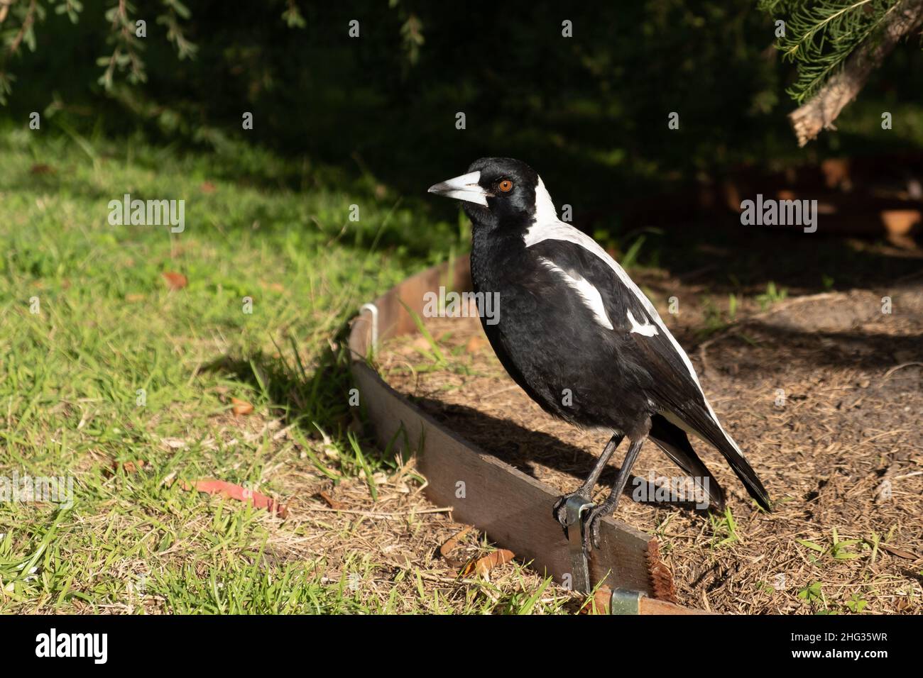 Australian magpie in the grass Stock Photo