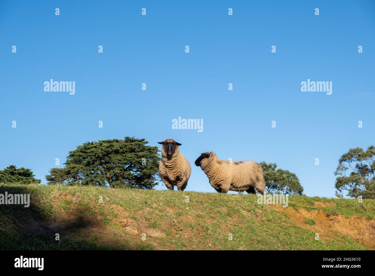 Pair of Suffolk Sheep on green grass against blue sky with copy space Stock Photo