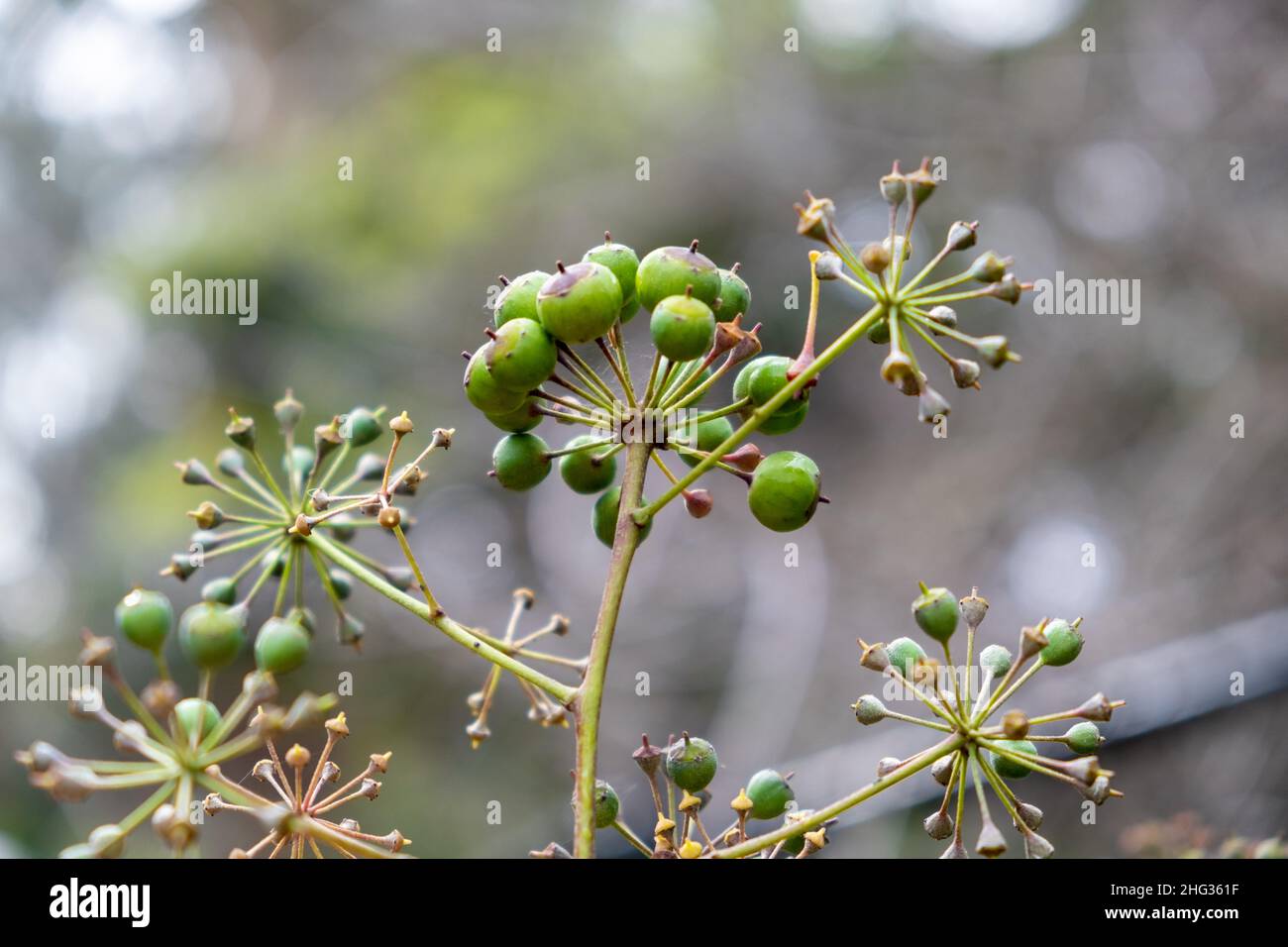 Fruits of the Common Ivy against blurred background Stock Photo