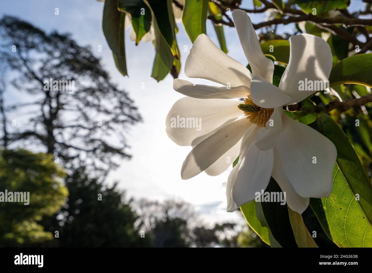 Beautiful large white tropical flower at sunset Stock Photo