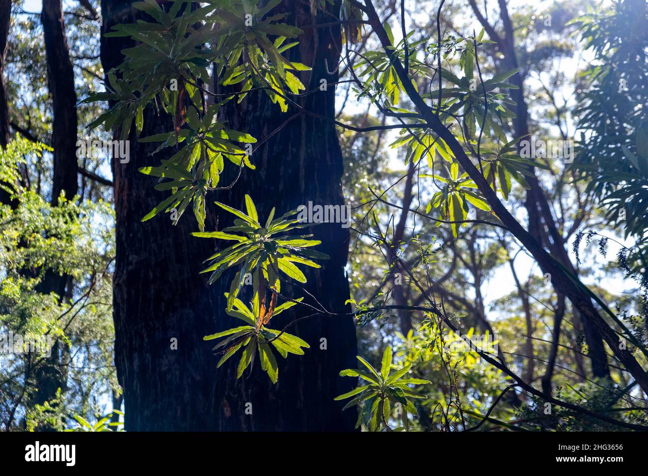 Fragment of tropical forest in bright sunlight Stock Photo