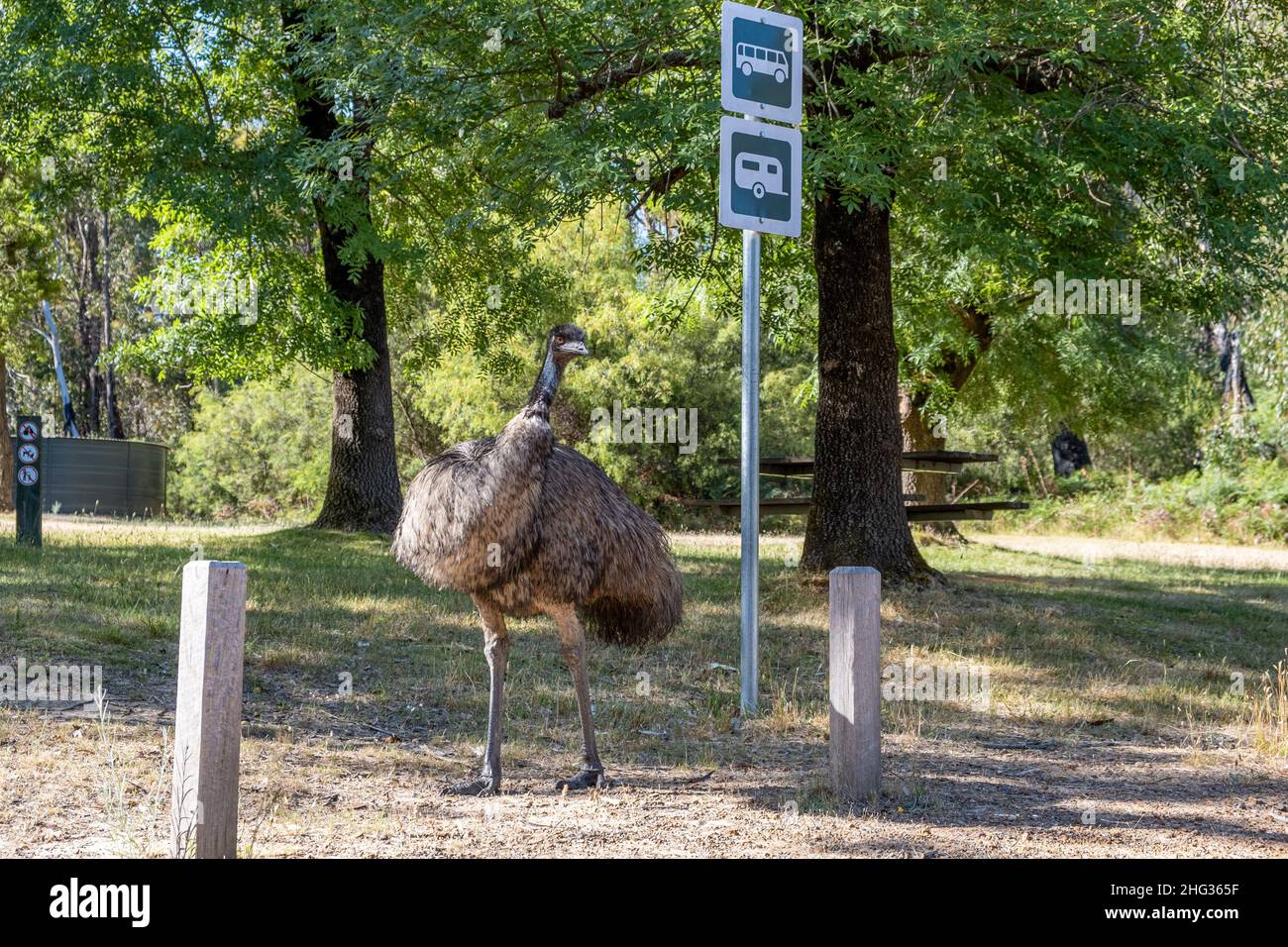 Emu walking in a parking lot. Grampians National Park, Victoria, Australia Stock Photo