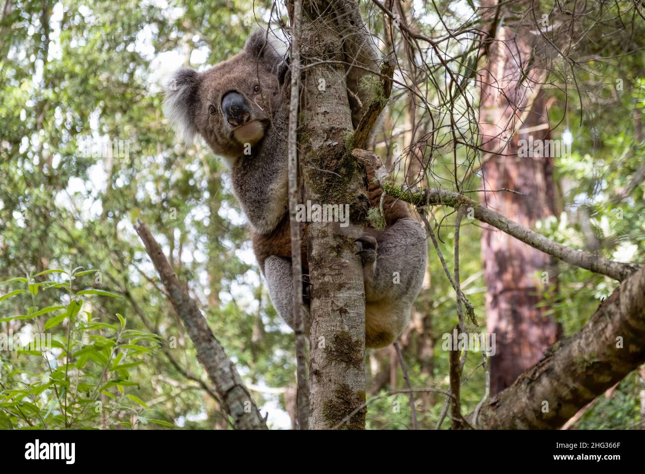 Koala on a tree in the wild - extreme closeup Stock Photo