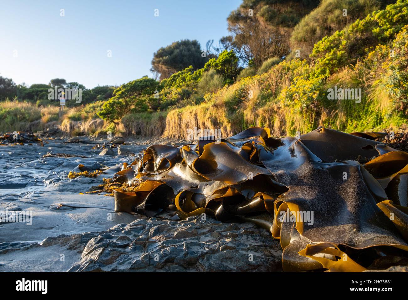 Bull Kelp seaweed washed on the ocean shore in Australia Stock Photo