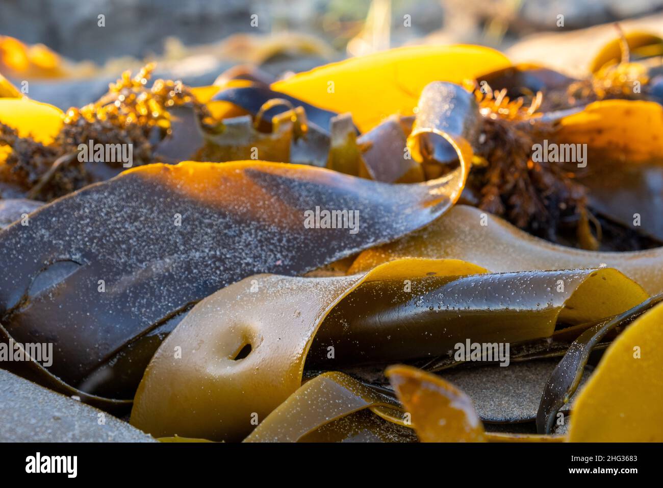 Extreme closeup of bull kelp seaweed on ocean beach Stock Photo
