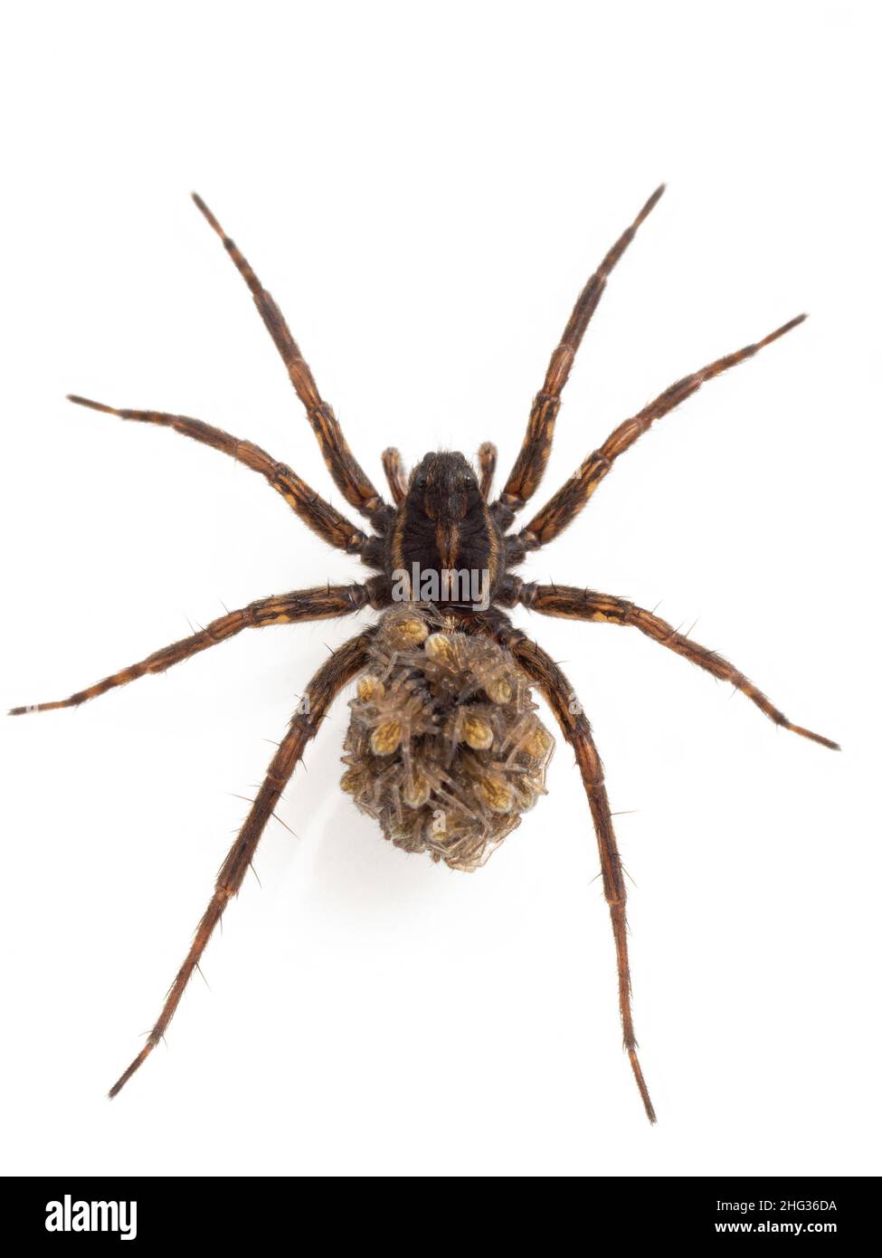 attractive female wolf spider (genus Pardosa) carrying her newly