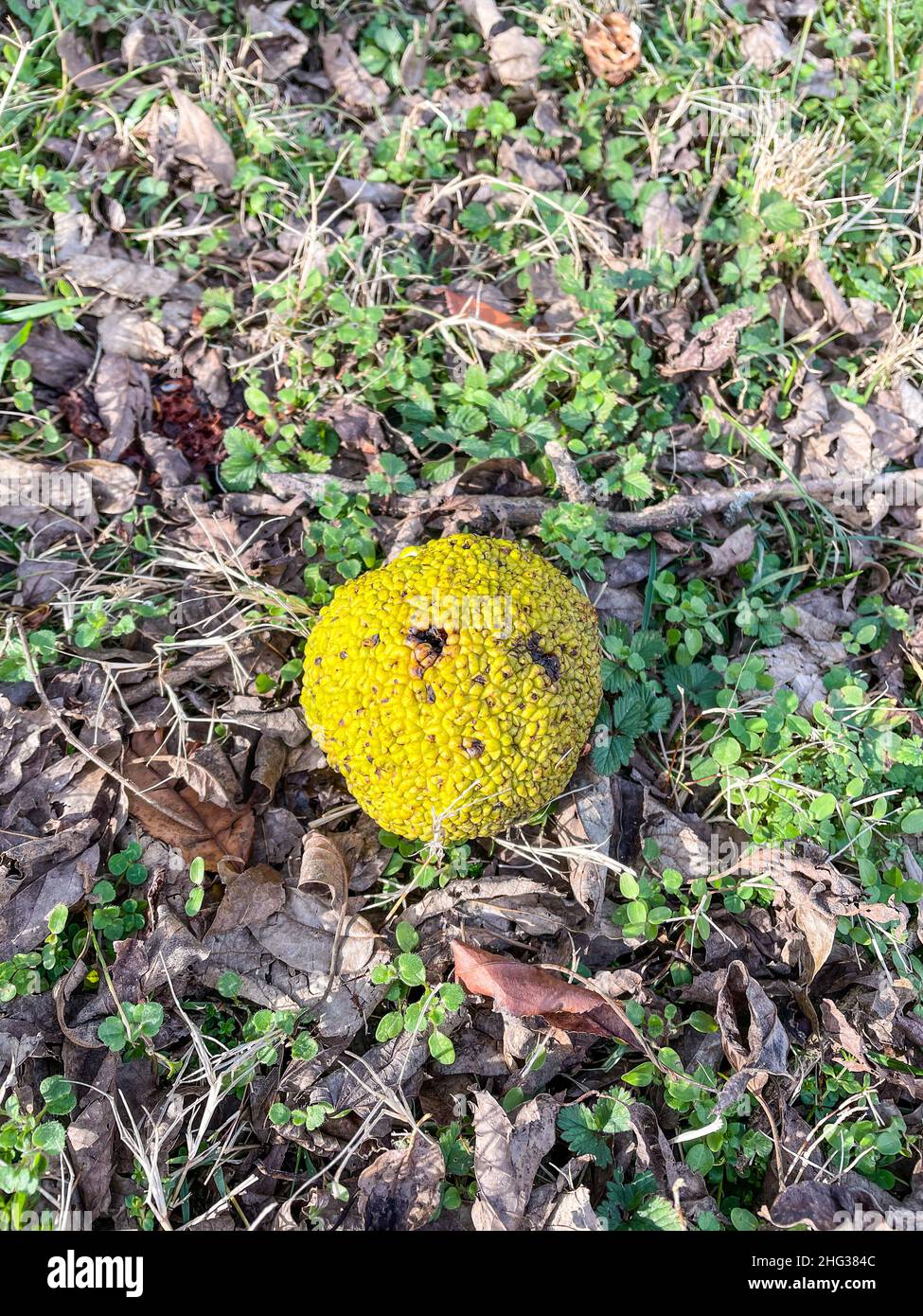 Osage orange (Maclura pomifera) is a small deciduous tree or large shrub, typically growing about 8 to 15 metres (30–50 ft) tall. The distinctive frui Stock Photo