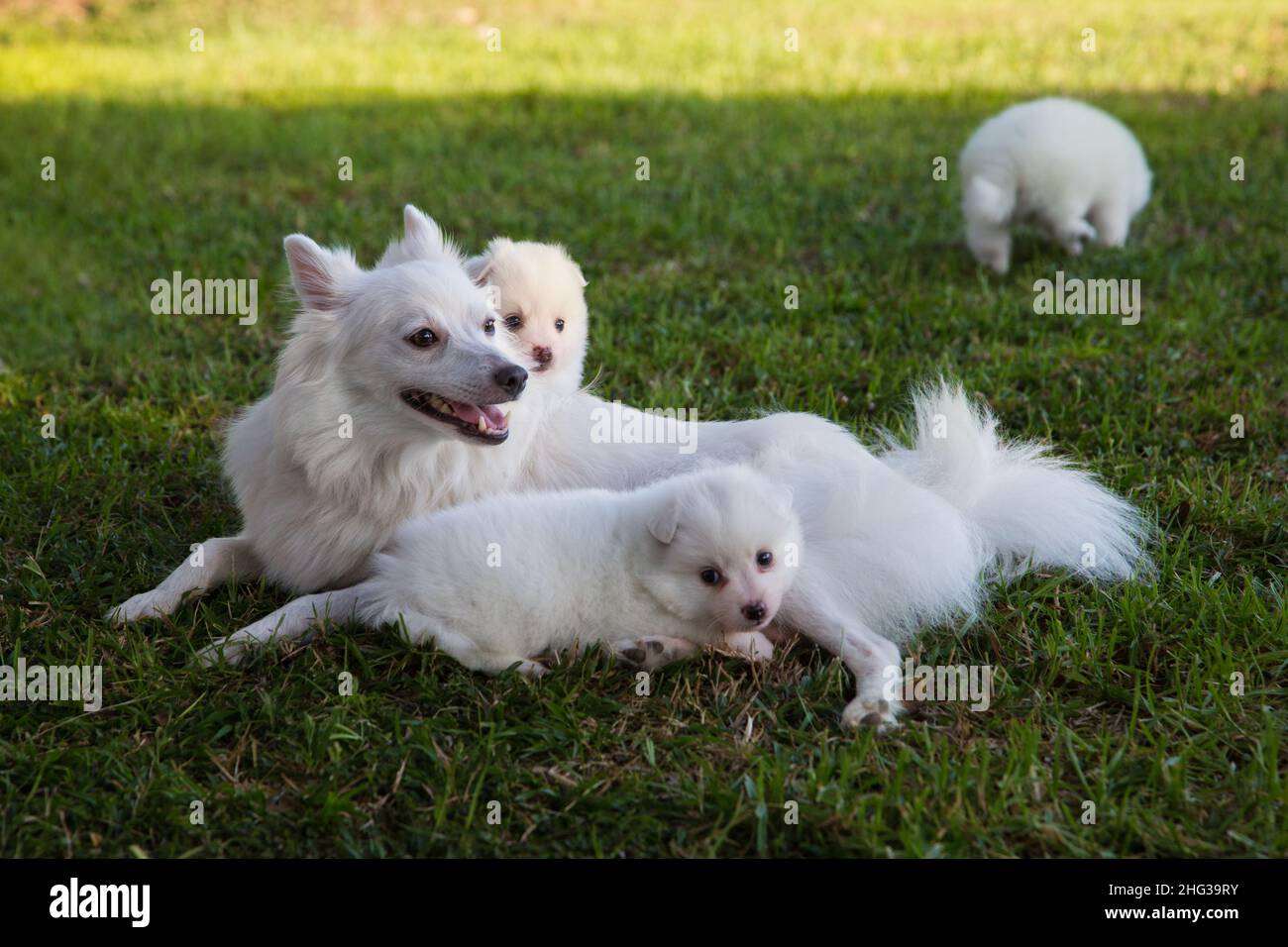 Japanese Spitz female dog nursing puppies Stock Photo