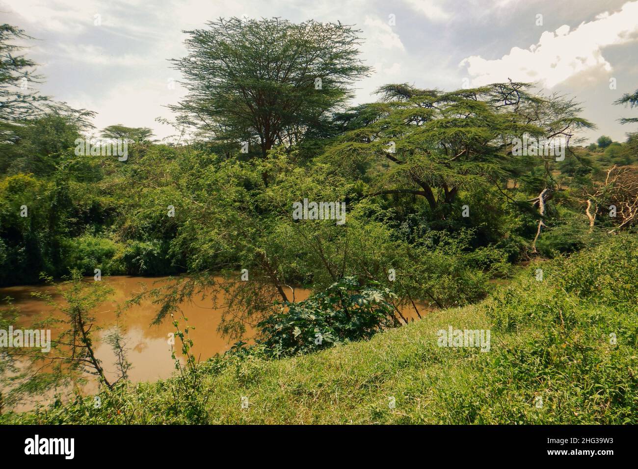 Scenic view of acacia trees growing along Athi River in Nairobi National Park, Kenya Stock Photo