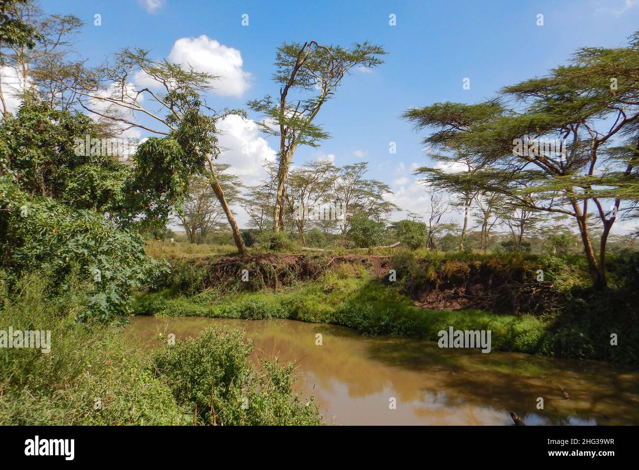 Scenic view of acacia trees growing along Athi River in Nairobi National Park, Kenya Stock Photo