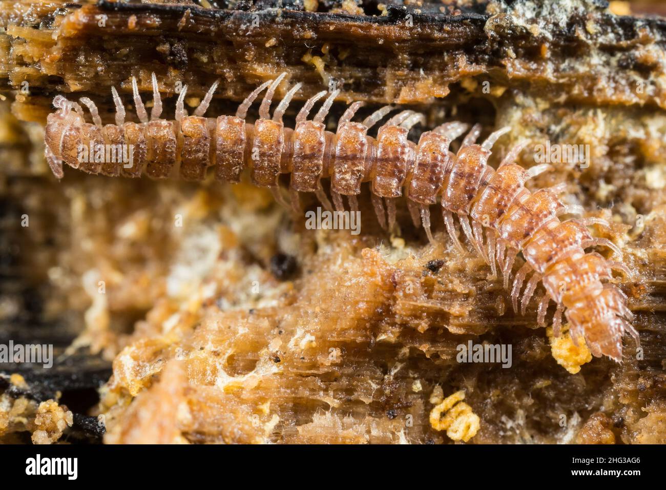 Flat millipede (Polydesmus sp) Stock Photo