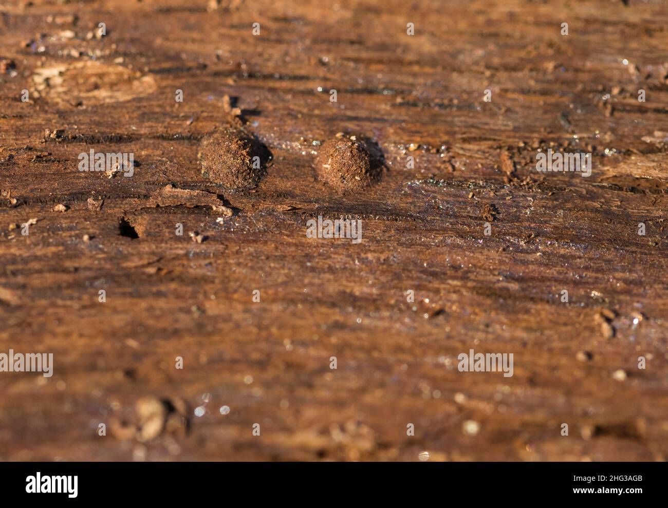 Nesting capsules of the flat millipede (Polydesmus sp) Stock Photo