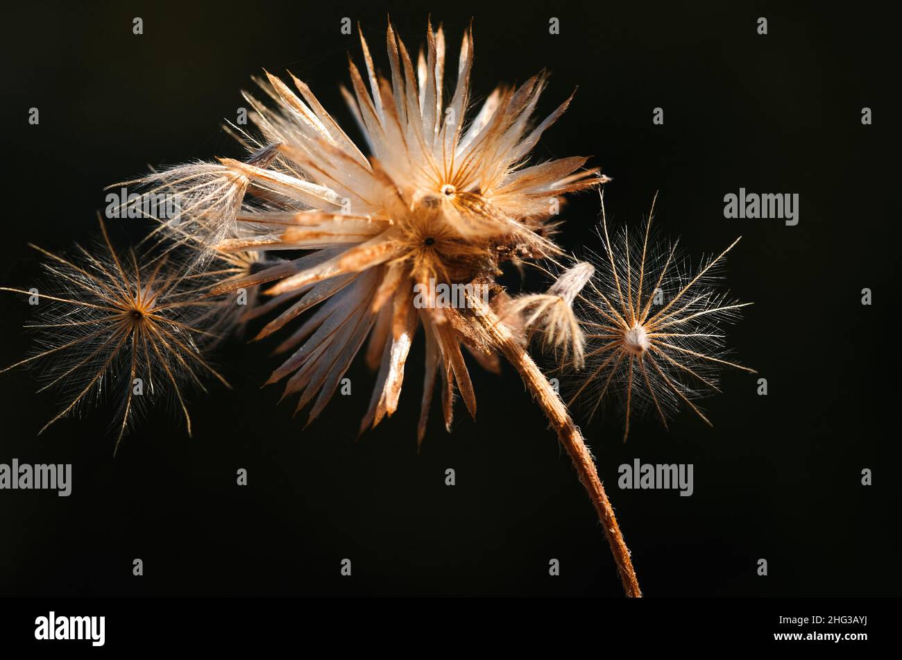 Closeup view fluffy weed grass hi-res stock photography and images - Alamy