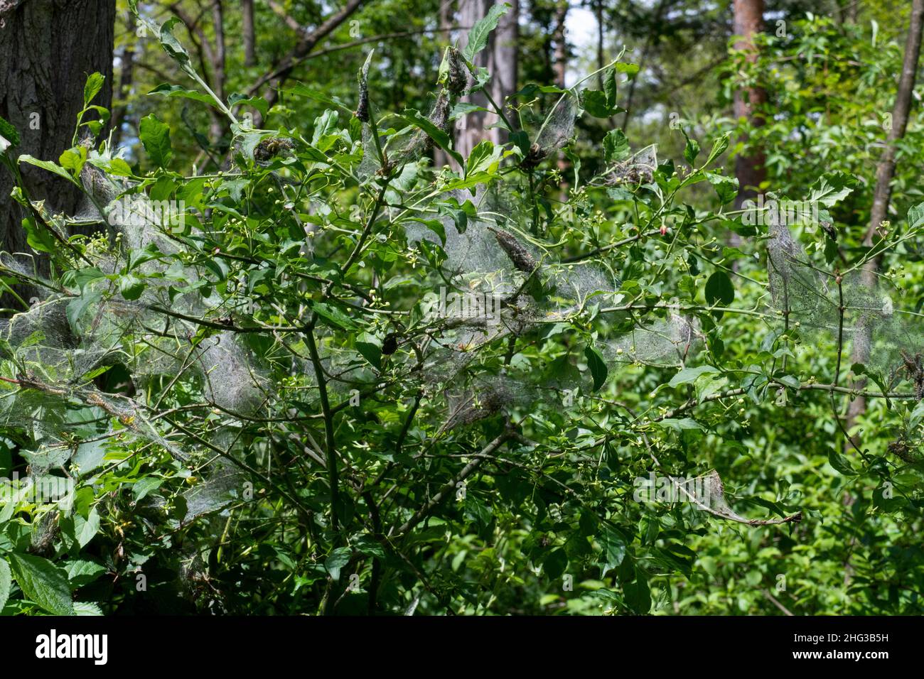 Busch, Strauch mit Spinnweben überzogen Stock Photo