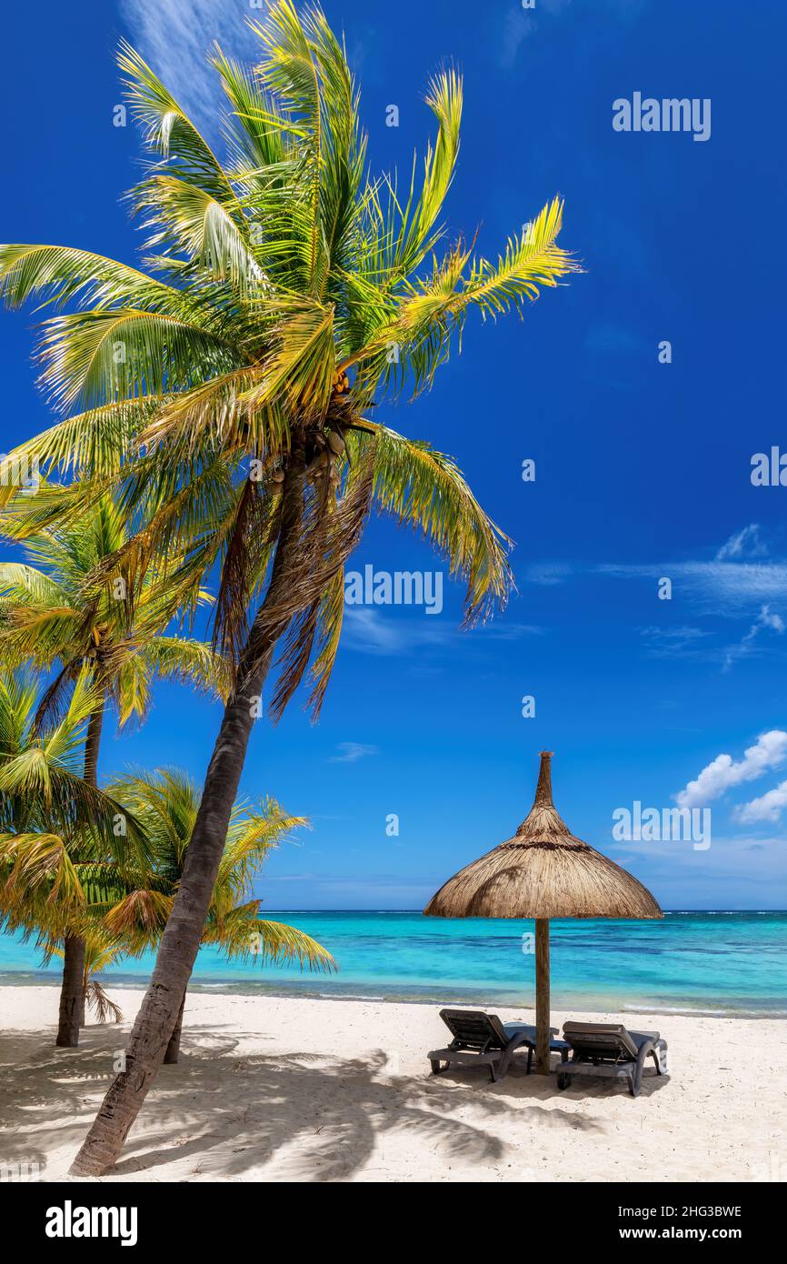 Palm trees in tropical sunny beach resort in Mauritius island Stock ...