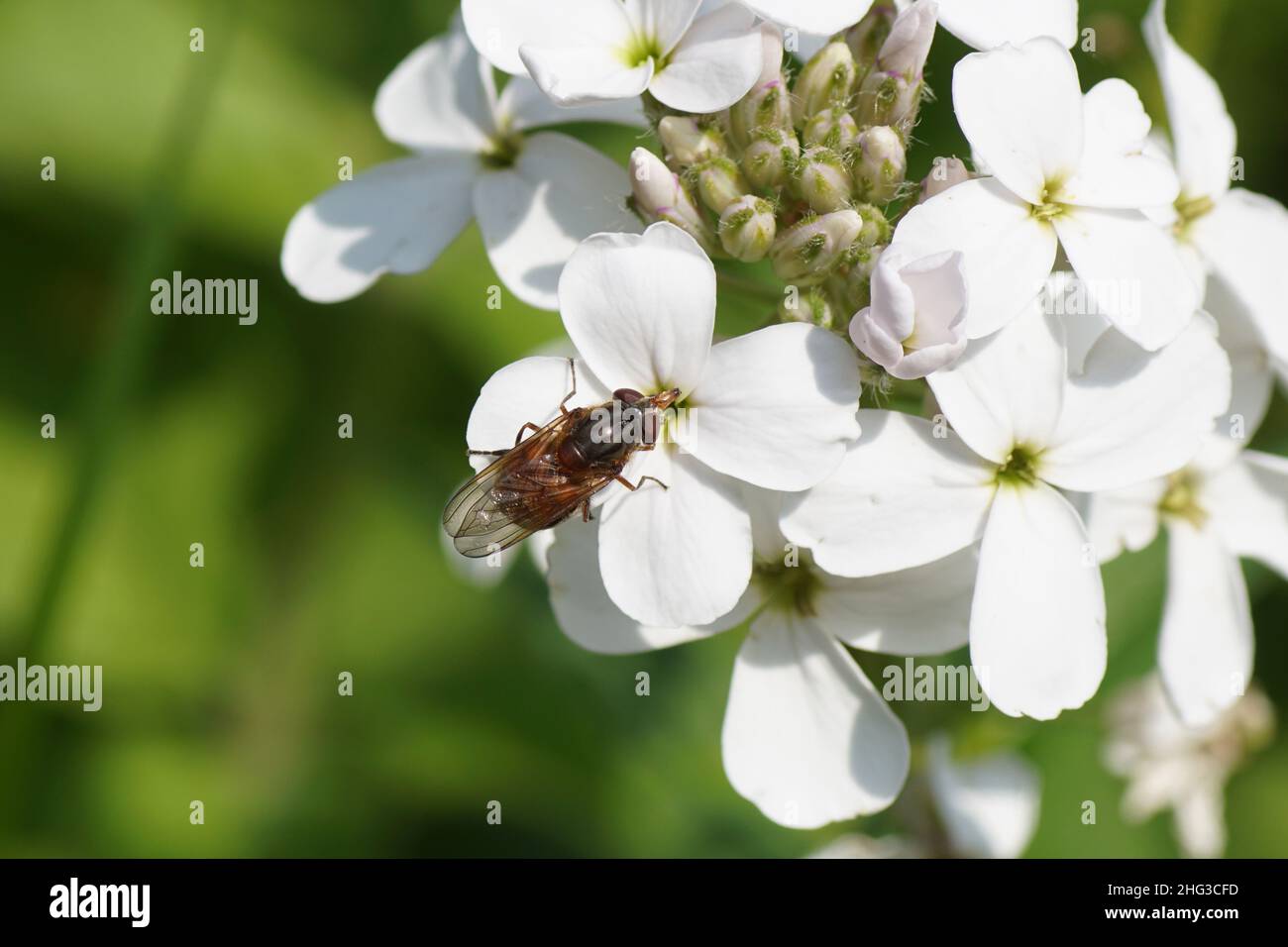 Heineken Hover Fly (Rhingia campestris), family hoverflies (Syrphidae). White flowers of dame's rocket (Hesperis matronalis Alba), family Brassicaceae Stock Photo