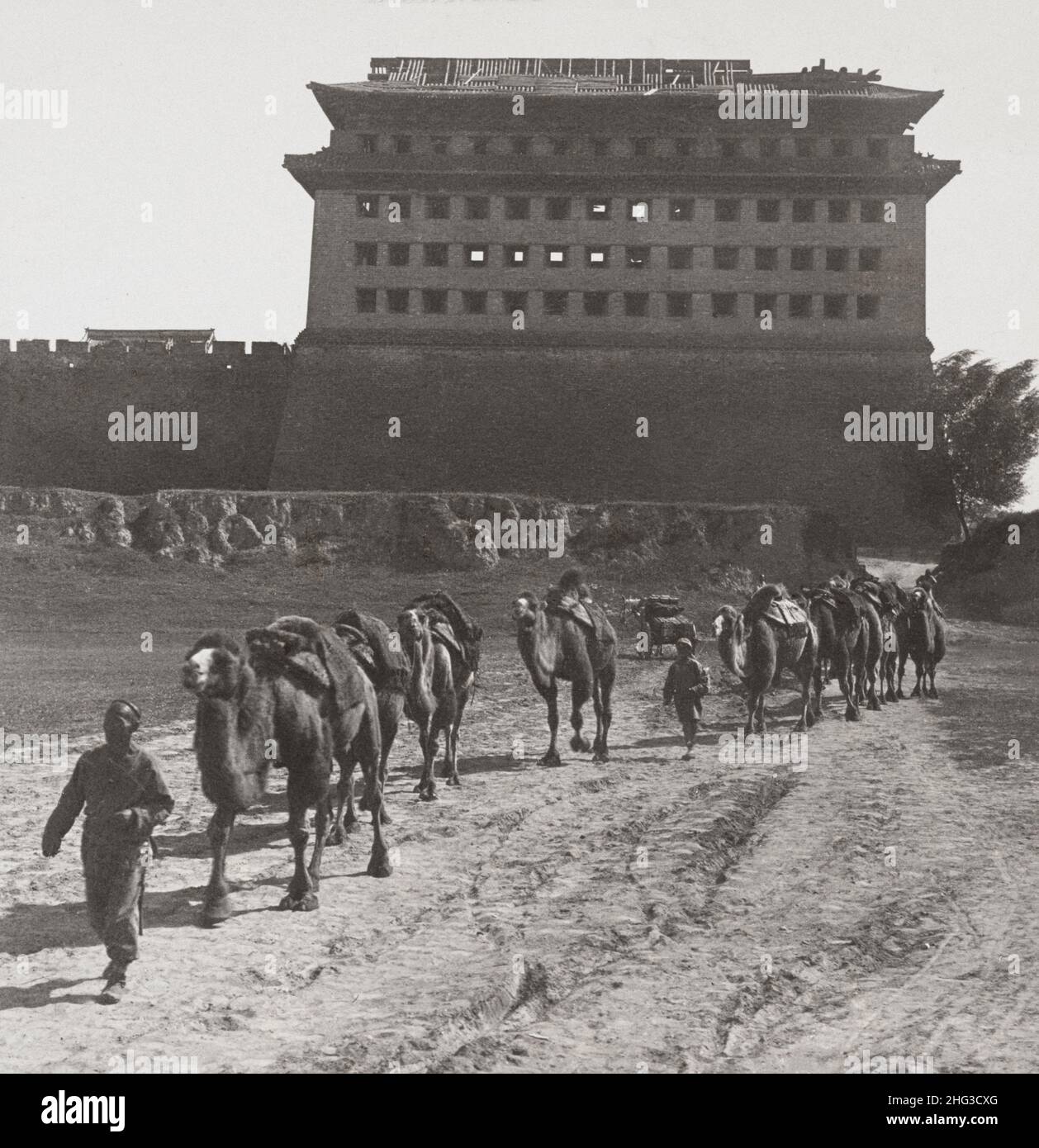 Vintage photo of camel caravan leaving Peking tower of Tartar Wall in background, China. 1907 Stock Photo